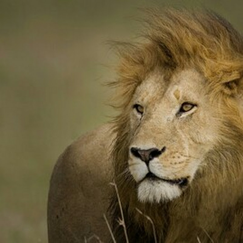 Southern Lion