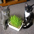 WsyFx8s6G9g-channel-avatar-iHeartKitties