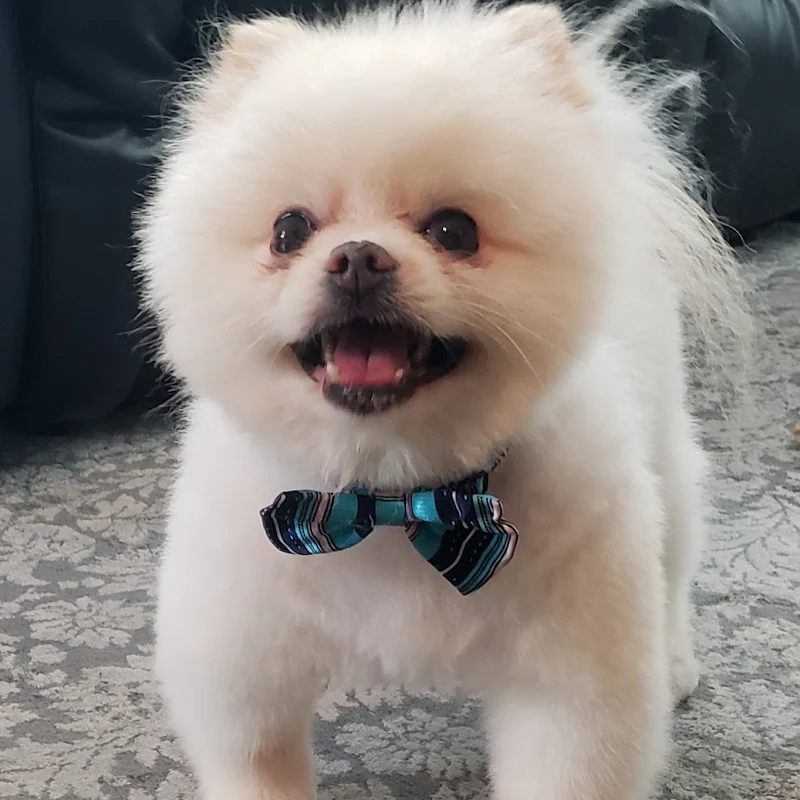 The Mayor of Sconeyville