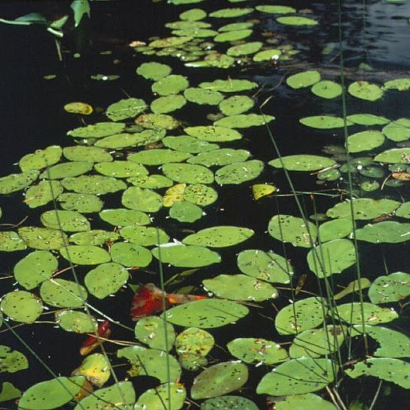 VTDEC Watershed Management Division