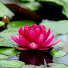 7my3M68JWy0-channel-avatar-Padma Tarot