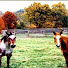 1uAk9K5zxHc-channel-avatar-Homesteading At MtnAirFarm