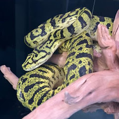NONONO:Paluda Reptiles