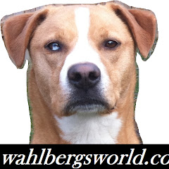 wahlberg's world net worth