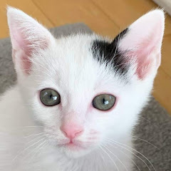 ベレー帽ねこ、ハク。アイコン画像