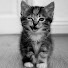 56X5CNgE0kQ-channel-avatar-Котовод Котейкович
