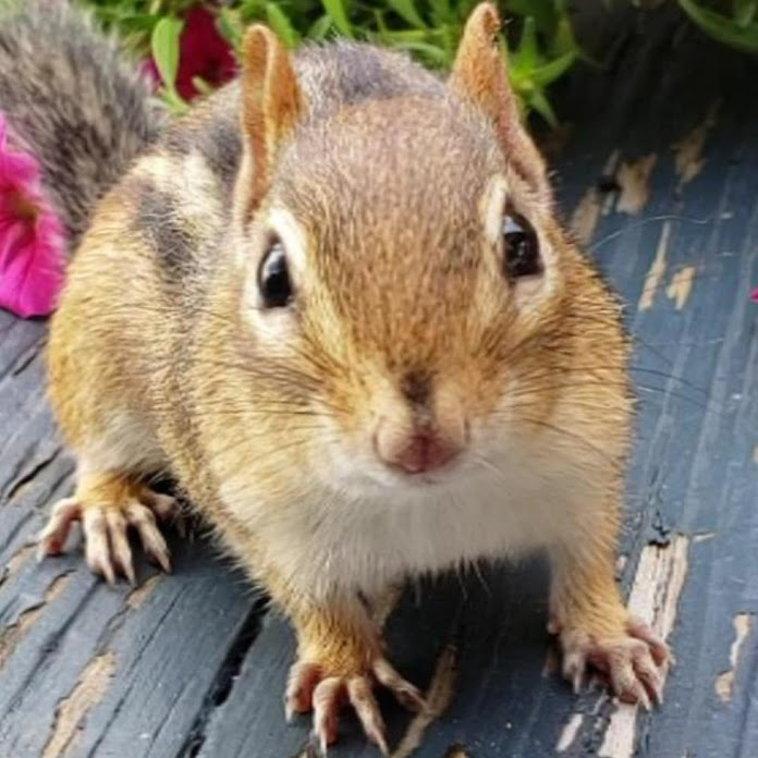 ChooChoo's Story Net Worth & Earnings (2026)