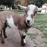 wMYdhg3FVjM-channel-avatar-Milo Farms