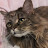 @southerncatlady6680