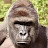 @hypocriticalharambe8274's avatar