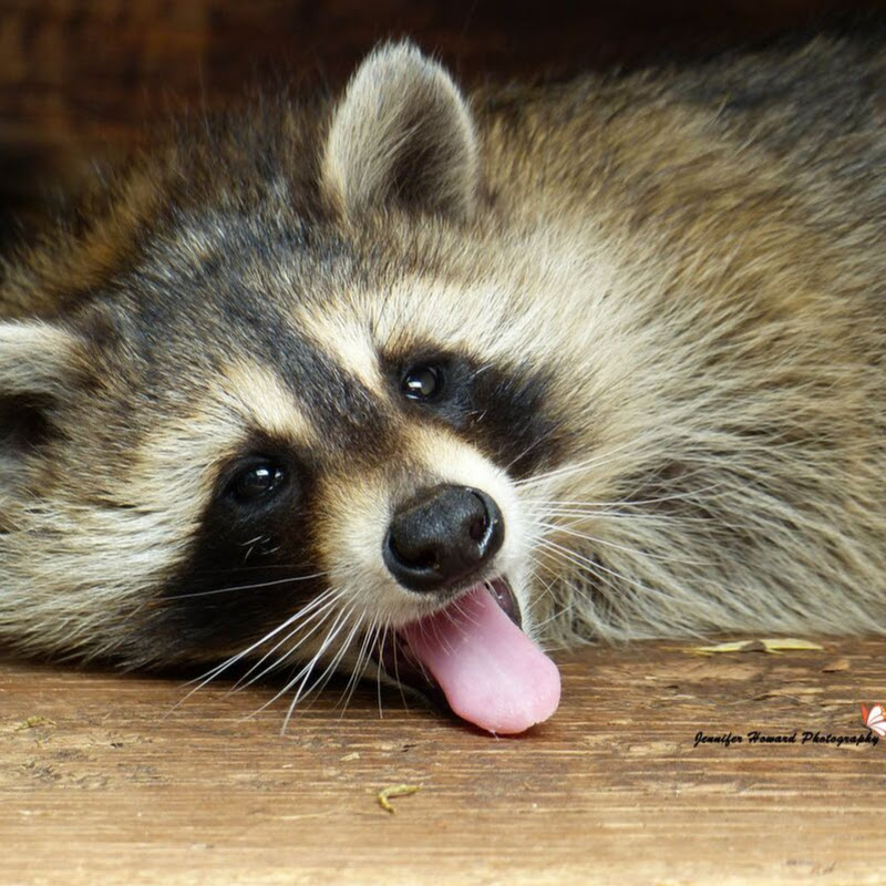 Procyon Wildlife Rehabilitation & Education Centre profile avatar