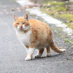 yoromon