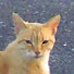 b5urtQf_MiI-channel-avatar-四箇田団地の猫