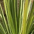 zSGdUvWP0lc-channel-avatar-Palms & Exotics UK
