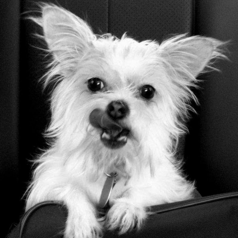 tinydawg1967