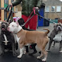 Giant Bully Pitbulls Rasit Kaplan