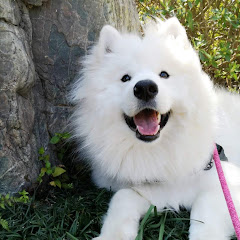 サモエドさくらチャンネル