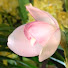 EWPwUoW_uLA-channel-avatar-mireillefan