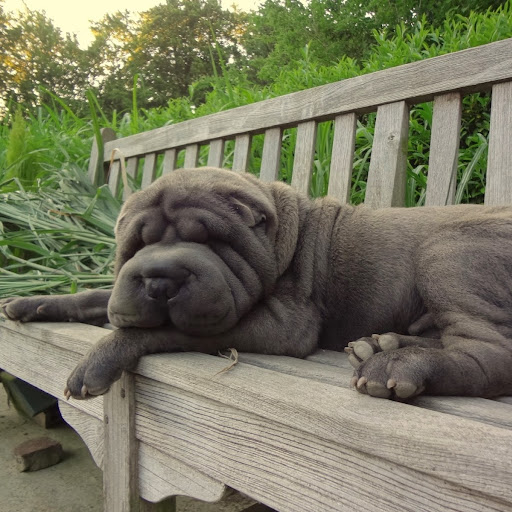 sharpei pups