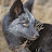 @MrPatagonianFox Avatar