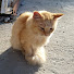 kjODadQtYYY-channel-avatar-ORANGEモフ
