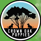 Crown Oak Puppies