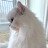 @고양이관식이