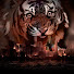 UhLIvD1T8kY-channel-avatar-Urban Tiger