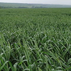 технологии сельскохозяйственных культур