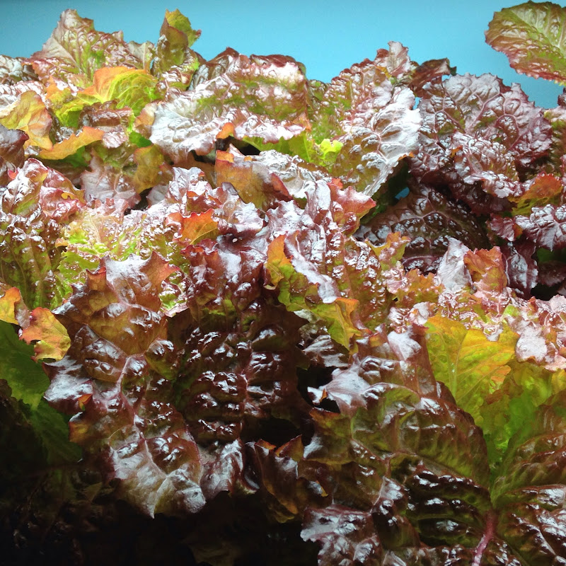 Indoor Hydroponix & Outdoor Organix
