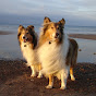 Rough Collie Videos logo