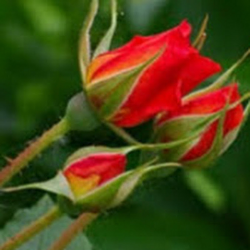 Arun R