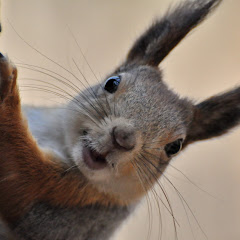 ОСЕННИЙ БЕЛК Avatar