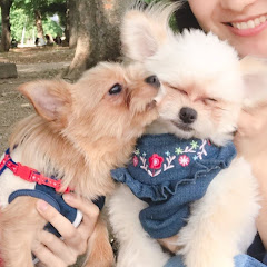 こむぎとこまちと子犬たち【ミックス犬ファミリー】