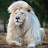 @salm-almhdme11
