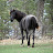 Rocky Mountain Run Horses