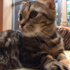 デトラビまっち