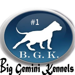 Big Gemini Kennels net worth