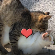 猫実験室