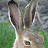 @rabbitvtwin6434