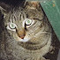 NmCn_q5ZVGE-channel-avatar-madaxeman1984