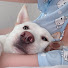9JwE-PxzfAY-channel-avatar-개조이DogJOY
