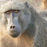 gZY3L03-jWY-channel-avatar-baboon gaming