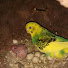fhuiJe4NZt8-channel-avatar-Pets 4life