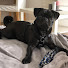 Kgsd_xnuQJc-channel-avatar-Lilly Poco the Pug