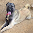 B22lCsxv964-channel-avatar-Kangal samsun