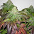 @autogrower4202