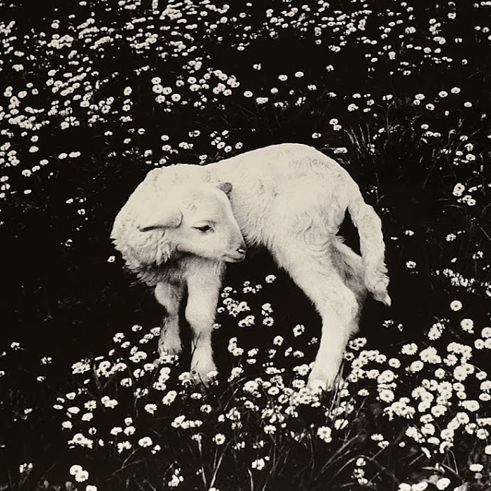 Claire Cottrill Net Worth & Earnings (2026)