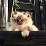 Автор