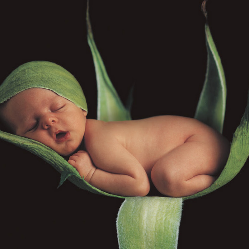 My Little Tulip